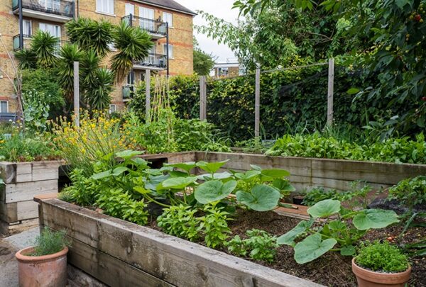 urban-growing-veg urban-growing-veg
