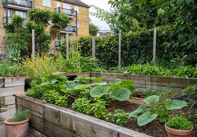urban-growing-veg