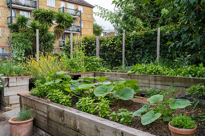 urban-growing-veg urban-growing-veg